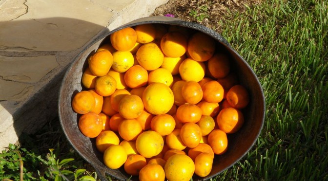 Vinaròs iim Monat der Orangenernte